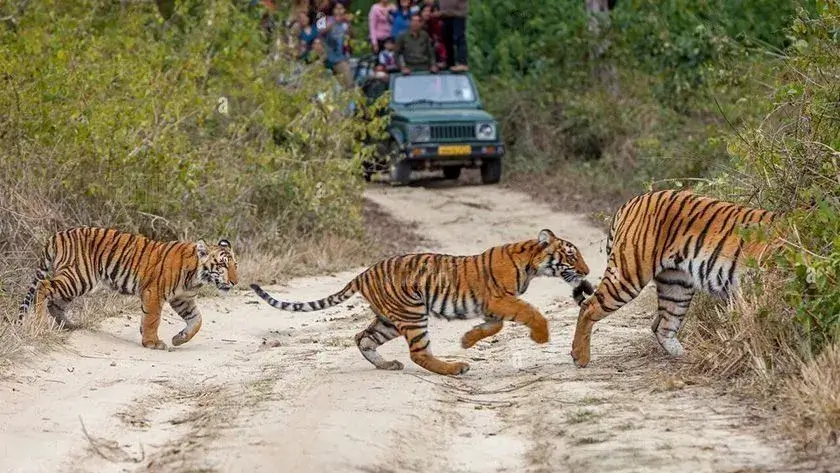 Jim Corbett